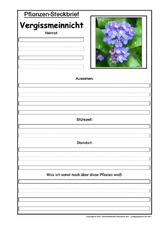 Pflanzensteckbrief-Vergissmeinnicht.pdf